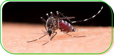Sorotipo 3 da dengue volta a circular no Brasil após 17 anos