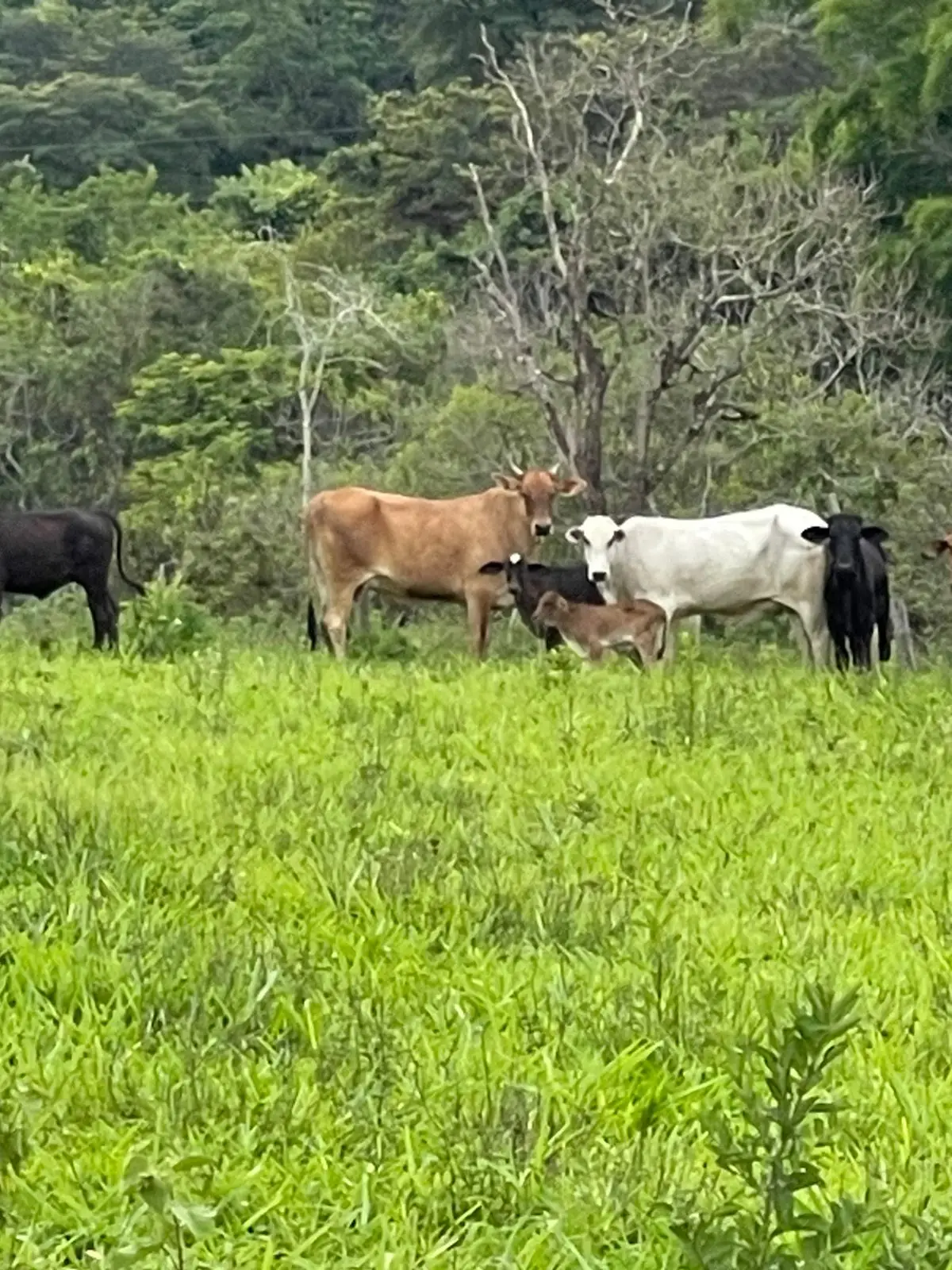 Homem é preso com gado furtado em Itaúna