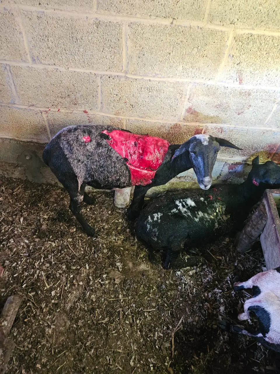Carneiros são mortos por cães em série de ataques em Ermida
