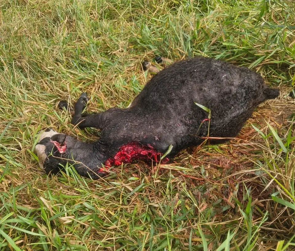 Animais são encontrados mortos com ferimentos profundos