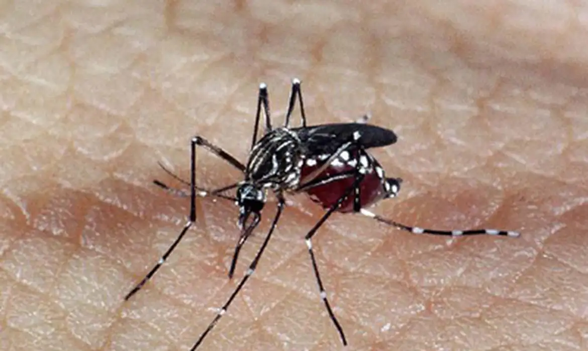 Casos de dengue crescem em Divinópolis e já ultrapassam 1.100 registros confirmados no ano