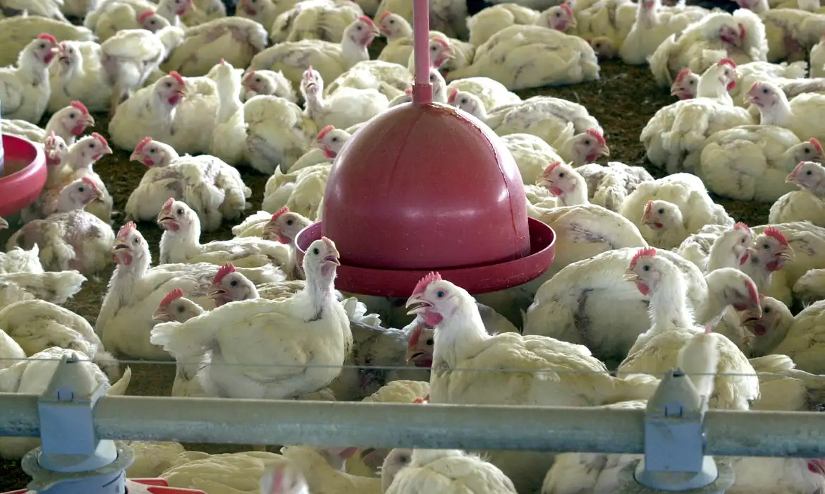 Ministério de Agricultura confirma caso de gripe aviária em município do RS