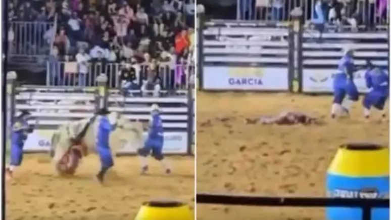 Vídeo chocante: peão morre após ser pisoteado por touro em rodeio