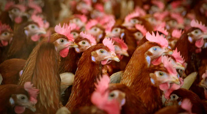 Minas Gerais já registra mais de 200 investigações de gripe aviária em 2025