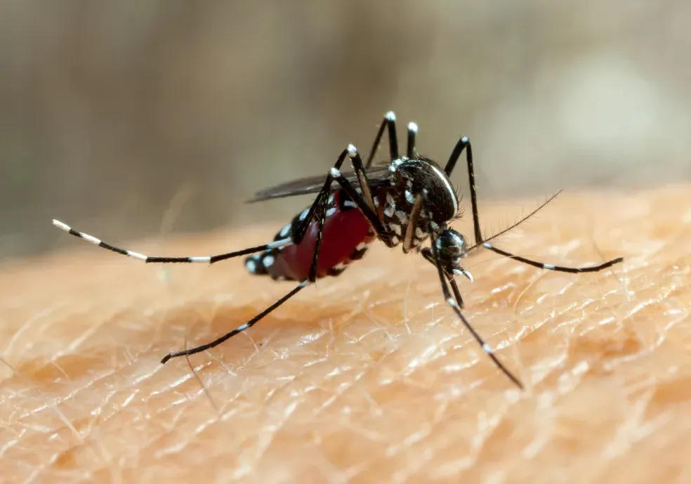 Casos de dengue caem drasticamente em 2025, após pico histórico em 2024