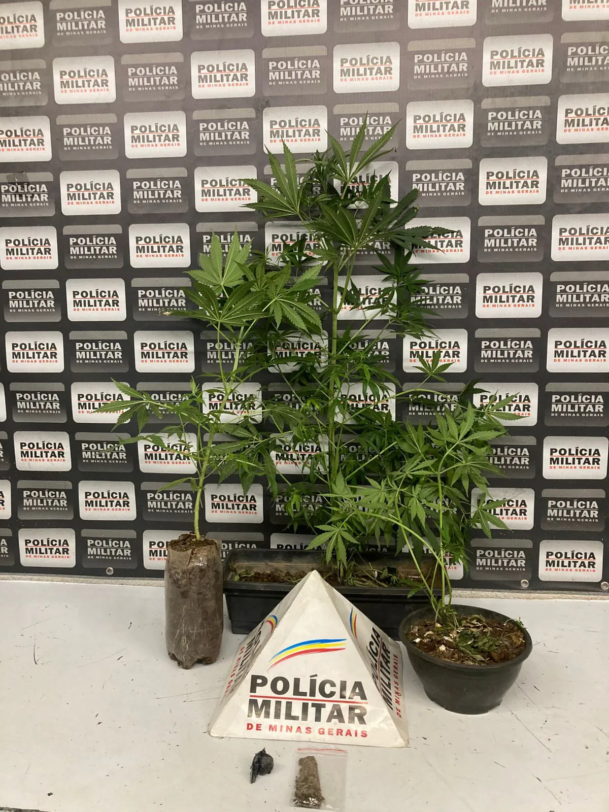 PM desmonta estufa de maconha e prende suspeito por tráfico no bairro Interlagos