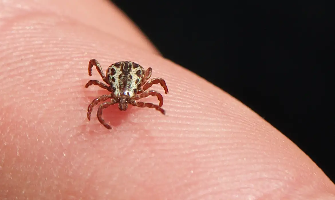 Febre maculosa volta a preocupar em Minas